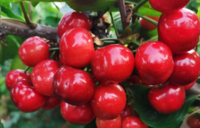 德邦快递抢滩大连樱桃市场，预计樱桃单量同比增长50%