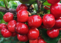 德邦快递抢滩大连樱桃市场，预计樱桃单量同比增长50%